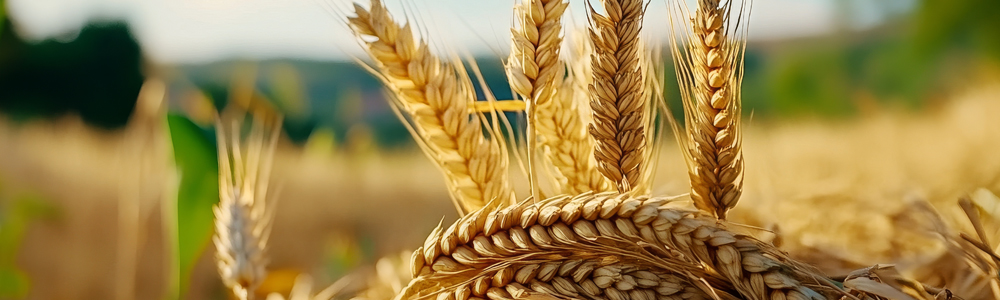 Mastère Professionnel Management Intégré dans les entreprises Agro-Alimentaires